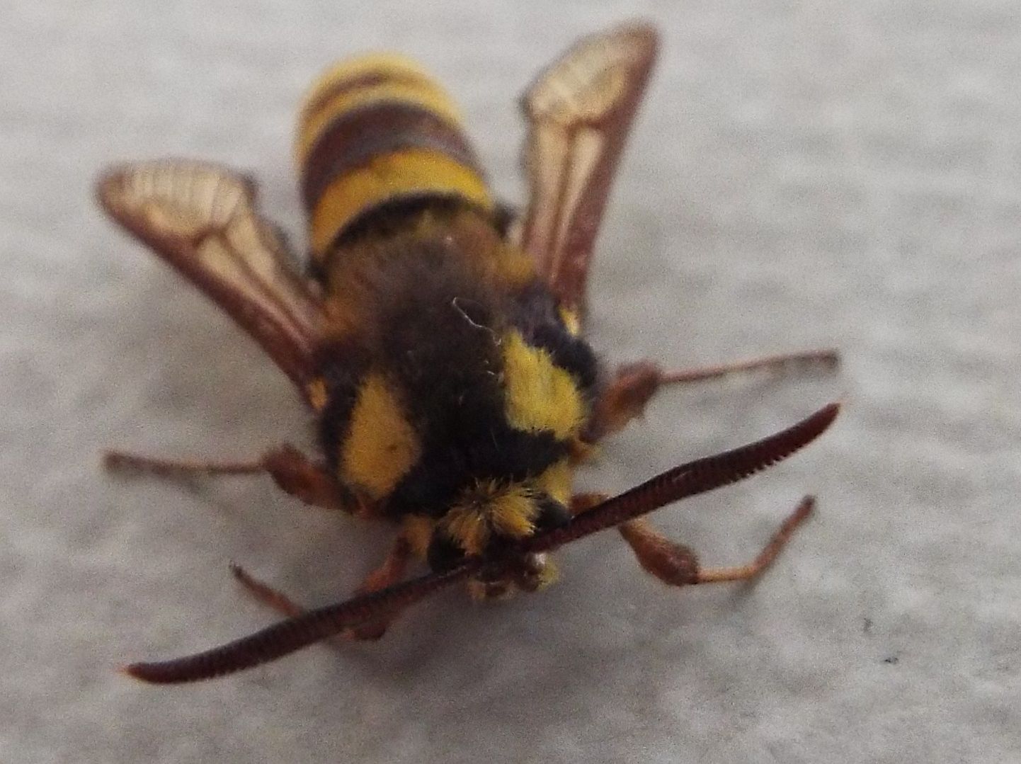 Ospite inatteso - Sesia apiformis